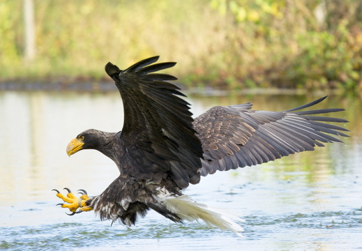 Wildlife photography course in Skandinavisk Dyrepark, 2020